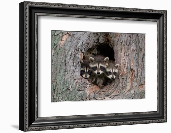 Raccoons Cubs in a Tree Hole-null-Framed Art Print