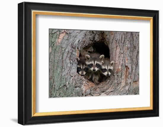 Raccoons Cubs in a Tree Hole-null-Framed Art Print