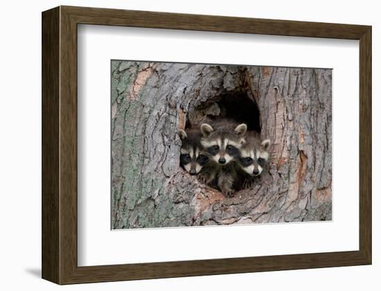 Raccoons Cubs in a Tree Hole-null-Framed Art Print