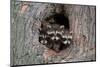 Raccoons Cubs in a Tree Hole-null-Mounted Art Print