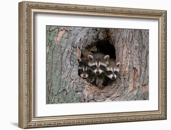 Raccoons Cubs in a Tree Hole-null-Framed Art Print