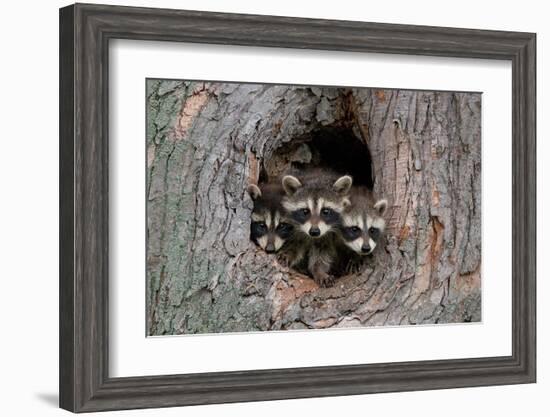 Raccoons Cubs in a Tree Hole-null-Framed Art Print