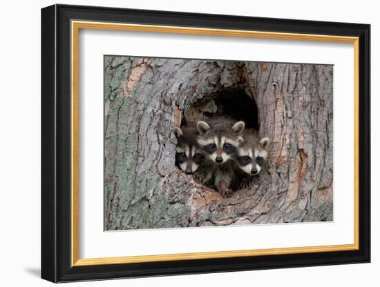 Raccoons Cubs in a Tree Hole-null-Framed Art Print