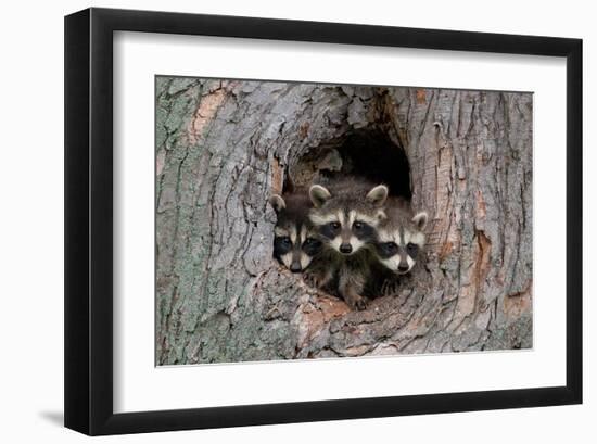 Raccoons Cubs in a Tree Hole-null-Framed Art Print