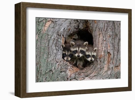 Raccoons Cubs in a Tree Hole-null-Framed Art Print