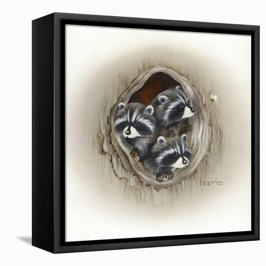 Raccoons in Hole-Peggy Harris-Framed Premier Image Canvas