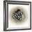 Raccoons in Hole-Peggy Harris-Framed Giclee Print