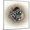 Raccoons in Hole-Peggy Harris-Mounted Giclee Print