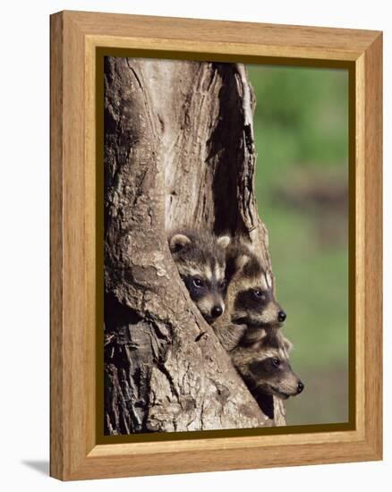 Raccoons (Racoons) (Procyon Lotor), 41 Day Old Young in Captivity, Sandstone, Minnesota, USA-James Hager-Framed Premier Image Canvas