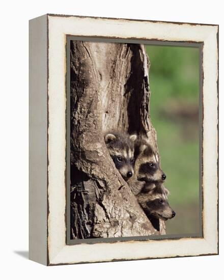 Raccoons (Racoons) (Procyon Lotor), 41 Day Old Young in Captivity, Sandstone, Minnesota, USA-James Hager-Framed Premier Image Canvas