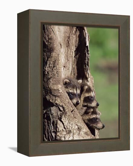 Raccoons (Racoons) (Procyon Lotor), 41 Day Old Young in Captivity, Sandstone, Minnesota, USA-James Hager-Framed Premier Image Canvas