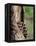 Raccoons (Racoons) (Procyon Lotor), 41 Day Old Young in Captivity, Sandstone, Minnesota, USA-James Hager-Framed Premier Image Canvas