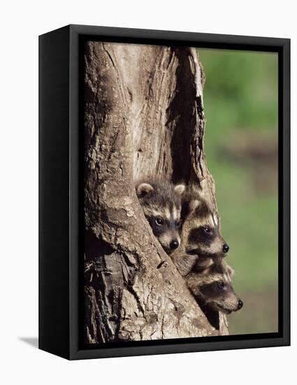 Raccoons (Racoons) (Procyon Lotor), 41 Day Old Young in Captivity, Sandstone, Minnesota, USA-James Hager-Framed Premier Image Canvas