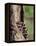 Raccoons (Racoons) (Procyon Lotor), 41 Day Old Young in Captivity, Sandstone, Minnesota, USA-James Hager-Framed Premier Image Canvas