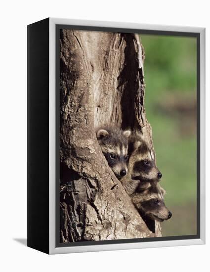 Raccoons (Racoons) (Procyon Lotor), 41 Day Old Young in Captivity, Sandstone, Minnesota, USA-James Hager-Framed Premier Image Canvas