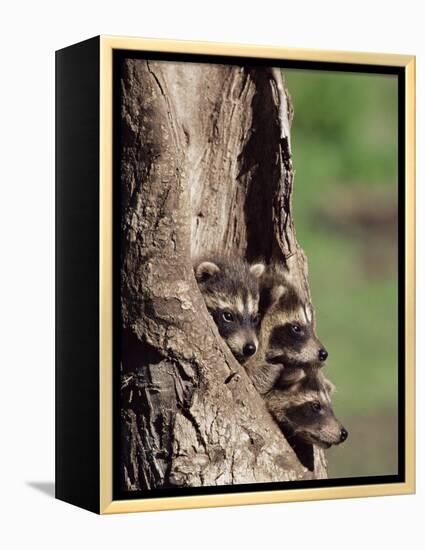 Raccoons (Racoons) (Procyon Lotor), 41 Day Old Young in Captivity, Sandstone, Minnesota, USA-James Hager-Framed Premier Image Canvas