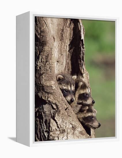 Raccoons (Racoons) (Procyon Lotor), 41 Day Old Young in Captivity, Sandstone, Minnesota, USA-James Hager-Framed Premier Image Canvas