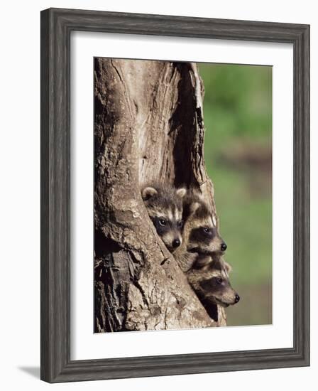 Raccoons (Racoons) (Procyon Lotor), 41 Day Old Young in Captivity, Sandstone, Minnesota, USA-James Hager-Framed Photographic Print