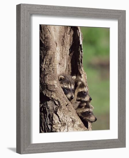 Raccoons (Racoons) (Procyon Lotor), 41 Day Old Young in Captivity, Sandstone, Minnesota, USA-James Hager-Framed Photographic Print