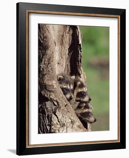 Raccoons (Racoons) (Procyon Lotor), 41 Day Old Young in Captivity, Sandstone, Minnesota, USA-James Hager-Framed Photographic Print