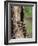 Raccoons (Racoons) (Procyon Lotor), 41 Day Old Young in Captivity, Sandstone, Minnesota, USA-James Hager-Framed Photographic Print