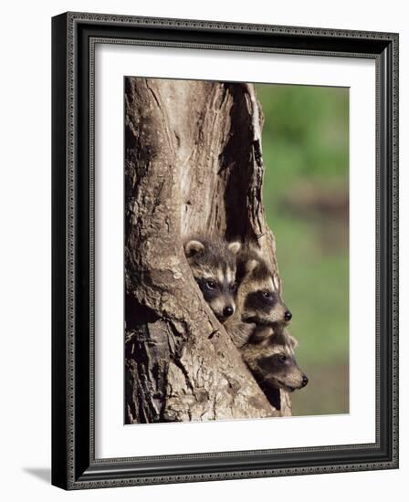 Raccoons (Racoons) (Procyon Lotor), 41 Day Old Young in Captivity, Sandstone, Minnesota, USA-James Hager-Framed Photographic Print