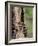 Raccoons (Racoons) (Procyon Lotor), 41 Day Old Young in Captivity, Sandstone, Minnesota, USA-James Hager-Framed Photographic Print