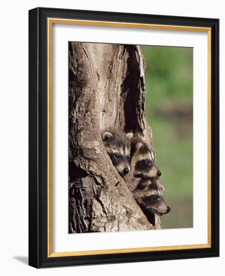 Raccoons (Racoons) (Procyon Lotor), 41 Day Old Young in Captivity, Sandstone, Minnesota, USA-James Hager-Framed Photographic Print