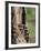 Raccoons (Racoons) (Procyon Lotor), 41 Day Old Young in Captivity, Sandstone, Minnesota, USA-James Hager-Framed Photographic Print