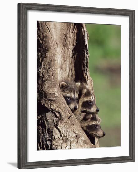 Raccoons (Racoons) (Procyon Lotor), 41 Day Old Young in Captivity, Sandstone, Minnesota, USA-James Hager-Framed Photographic Print