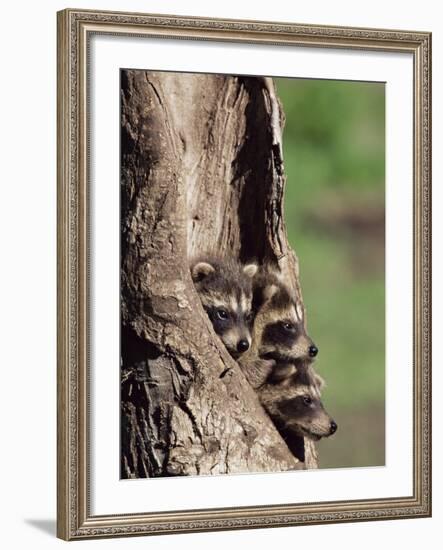 Raccoons (Racoons) (Procyon Lotor), 41 Day Old Young in Captivity, Sandstone, Minnesota, USA-James Hager-Framed Photographic Print