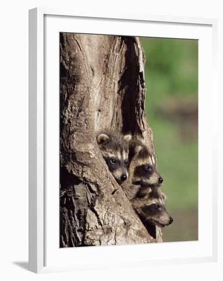 Raccoons (Racoons) (Procyon Lotor), 41 Day Old Young in Captivity, Sandstone, Minnesota, USA-James Hager-Framed Photographic Print