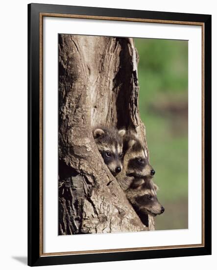 Raccoons (Racoons) (Procyon Lotor), 41 Day Old Young in Captivity, Sandstone, Minnesota, USA-James Hager-Framed Photographic Print