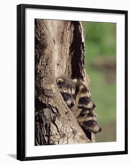 Raccoons (Racoons) (Procyon Lotor), 41 Day Old Young in Captivity, Sandstone, Minnesota, USA-James Hager-Framed Photographic Print