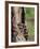 Raccoons (Racoons) (Procyon Lotor), 41 Day Old Young in Captivity, Sandstone, Minnesota, USA-James Hager-Framed Photographic Print