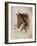 Race Horse I-Ruane Manning-Framed Art Print