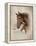 Race Horse I-Ruane Manning-Framed Stretched Canvas