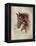 Race Horse I-Ruane Manning-Framed Stretched Canvas