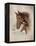 Race Horse I-Ruane Manning-Framed Stretched Canvas