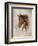 Race Horse I-Ruane Manning-Framed Art Print