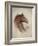 Race Horse II-Ruane Manning-Framed Art Print