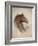 Race Horse II-Ruane Manning-Framed Art Print