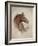 Race Horse II-Ruane Manning-Framed Art Print