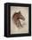 Race Horse II-Ruane Manning-Framed Stretched Canvas