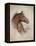 Race Horse II-Ruane Manning-Framed Stretched Canvas