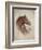 Race Horse II-Ruane Manning-Framed Premium Giclee Print