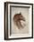 Race Horse II-Ruane Manning-Framed Premium Giclee Print