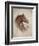 Race Horse II-Ruane Manning-Framed Premium Giclee Print