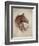 Race Horse II-Ruane Manning-Framed Art Print