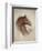 Race Horse II-Ruane Manning-Framed Art Print